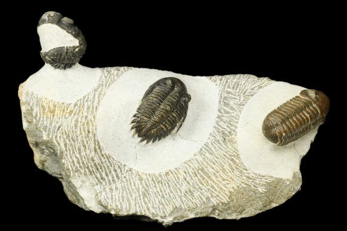 Adrisiops, Austerops & Hollardops Trilobite Association #186746